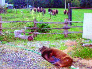 A wayward California sea lion sits in the driveway of the Soggy Bottom Farm near Oakville