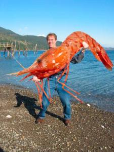 Is this spot shrimp real . . . or Photoshopped? (Washington Department of Fish and Wildlife)