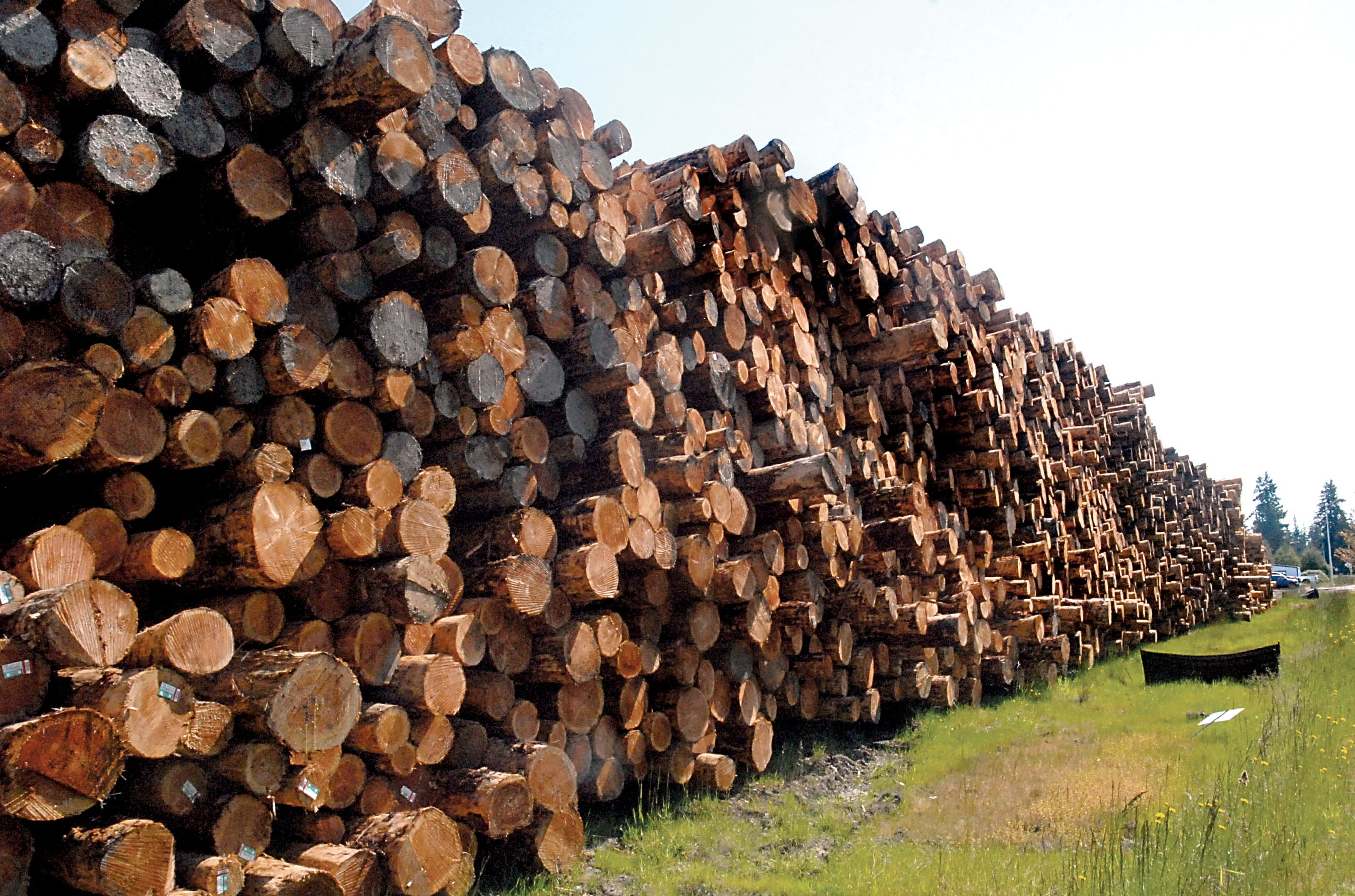 Cut timber lies in piles at the Port of Port Angeles log yard near William R. Fairchild International Airport.  Keith Thorpe/Peninsula Daily News ()