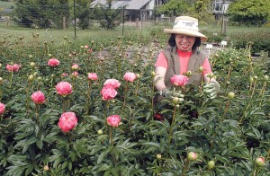 Amy Hall of Sequim checks on her crop of pink Hawaiian coral peonies at Peony Farm.  Chris McDaniel/Peninsula Daily News ()
