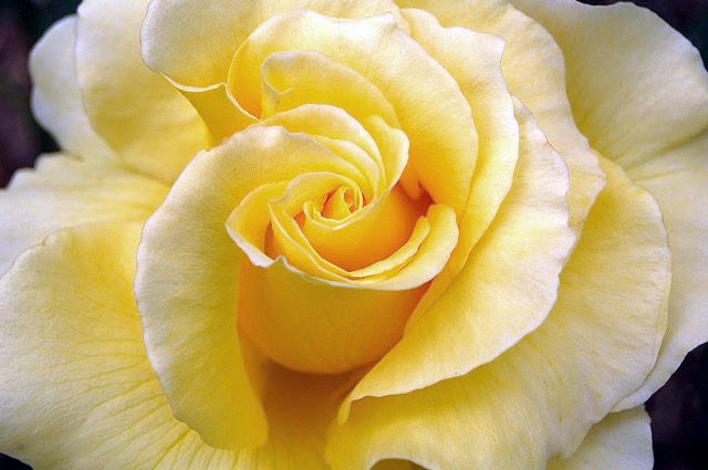 Images by Deborah H. Olander