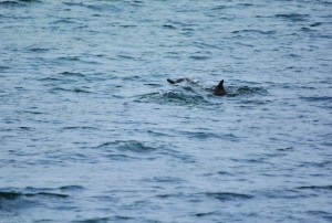 What is thought to be a short-beaked common dolphin swims Saturday in Port Angeles Harbor. (Lee Leddy)