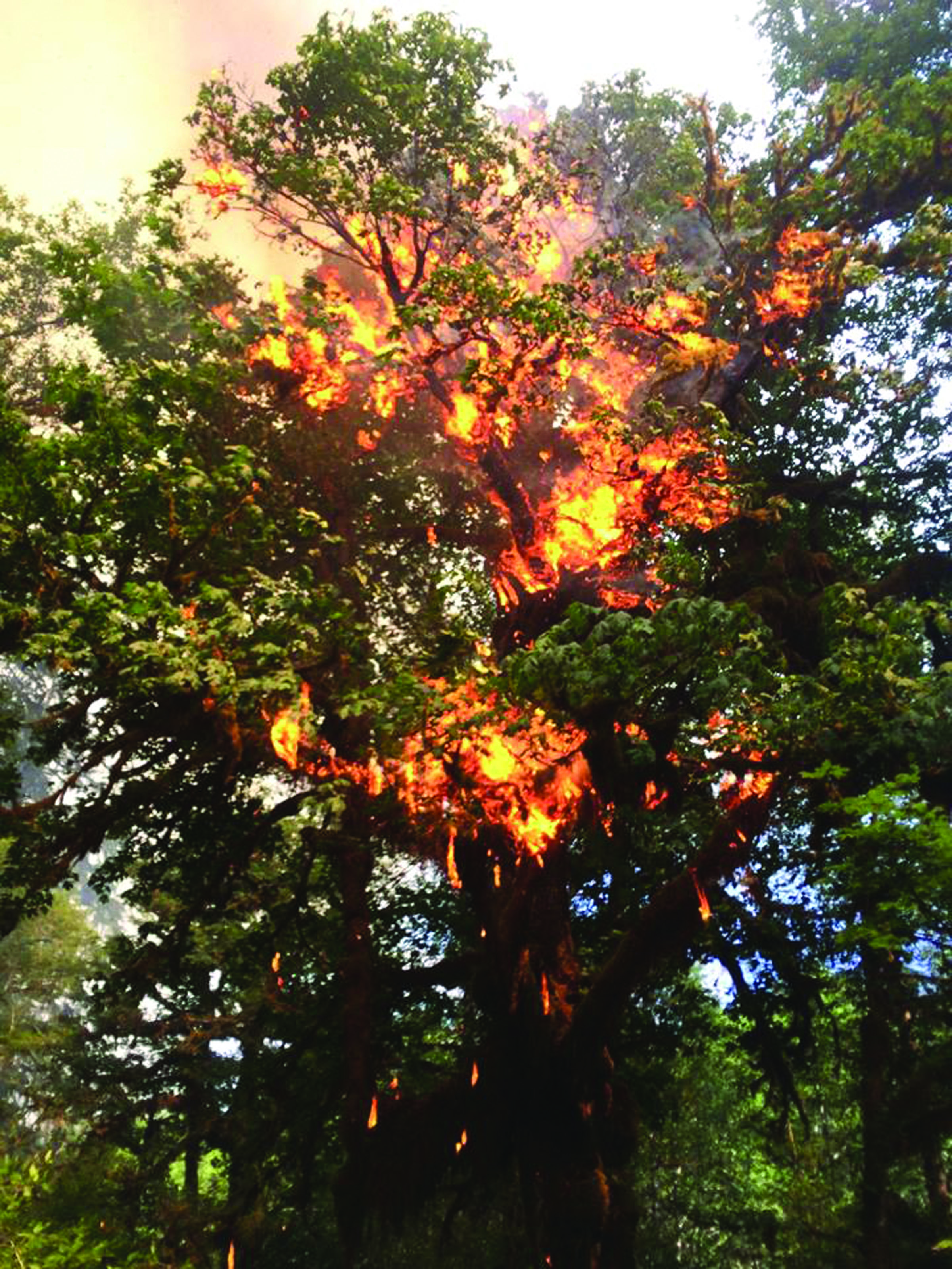 Flames burn through the top of a tree in the Paradise Fire in Olympic National Park. Authorities say intermittent rain and a smoke inversion layer helped suppress the fire.  U.S. Forest Service ()
