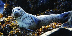 A harbor seal pup rests on seaweed-covered rocks after coming in on the high tide in the West Seattle neighborhood of Seattle. (The Associated Press)