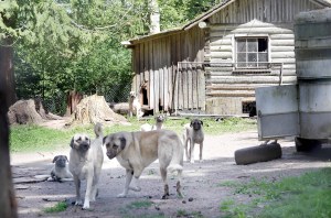 Dogs identified as Anatolian shepherds or kangals lived under a shed or cabin before being moved to safer facilities.  Jefferson County Sheriffs Office ()
