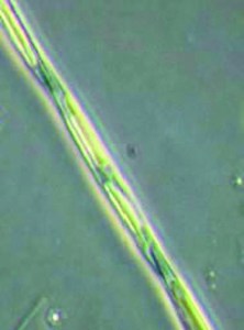 The marine algae Pseudo-nitzschia can at times create domoic acid.  Washington Department of Fish and Wildlife