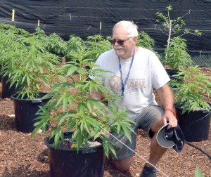 Jefferson County Cannabis owner Marty Gay inspects some of the marijuana plants that will be used in a blend of the companys first product