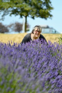 Lavender flourishes in downtown Port Angeles