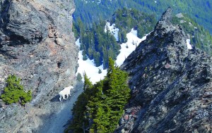 This photo was taken from helicopter during a survey of mountain goats in Olympic National Park and Olympic National Forest in 2011.  U.S. Geological Survey ()