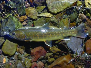 A bull trout in the Little Lost River in Idaho.  The Associated Press ()
