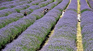 Olympic Lavender Heritage Farm near Dungeness Bay will host a celebration with a portion of proceeds going to the North Olympic Land Trust.  Marco Hermosillo/Olympic Lavender Heritage Farm ()