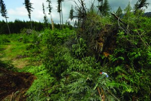 A bouquet of flowers