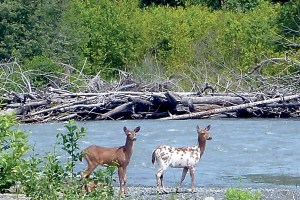 A rare yearling piebald deer was seen at an Elwha River side channel near Hunt Road in June.  Anna Geffre/Olympic National Park