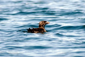 Scientists are trying to determine the cause behind a die-off of rhinoceros auklets. (Peter Hodum)