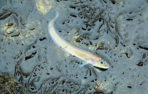 An eel pout gasps for air on a beach at Potlatch State Park.  Seth Brook/Skokomish DNR