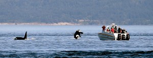 An orca whale leaps out of the water near a whale-watching boat whose passengers happen to be looking the other way in the Salish Sea in the San Juan Islands in July. The Associated Press