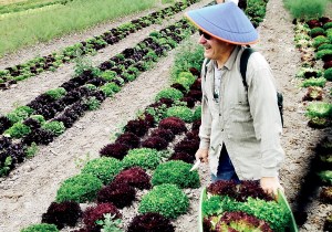 Volunteer gleaner Robert Moore tackles the greens at Red Dog Farm in Chimacum. Rotary First Harvest
