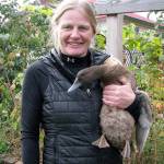 Gardening with ducks latest Master Gardener talk in Port Angeles