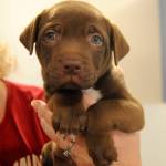 Michael Dashiell/Olympic Peninsula News Group                                A trio of beagle-mix puppies were a popular attraction at the Welfare for Animal Guild&rsquo;s open house Oct. 28.