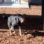 Michael Dashiell/Olympic Peninsula News Group                                Mandy, a 9-year-old mix who volunteers say was living recently in a car, roams an enclosure at the Welfare for Animals Guild&rsquo;s new Half Way Home Ranch on Oct. 28.