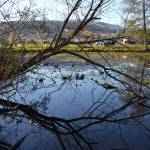 Staff with the city of Sequim say they are investigating options of moving the fishing pond from the Water Reuse Demonstration Site to the pond by the Sequim Dog Park. They said when conditions are hot the demonstration pond isn&rsquo;t deep enough to keep fish safe. (Matthew Nash/Olympic Peninsula News Group)
