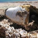 Western governors want federal help in invasive mussel fight