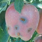 Clallam, Jefferson counties see cases of codling moths in apple orchards