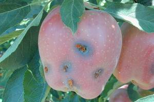 Clallam, Jefferson counties see cases of codling moths in apple orchards