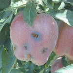 Entry holes on the surface of the apple marked by reddish brown granular material present a telltale sign of codling moth. (Jay Brunner)