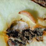 A dirty brown, rotten core demonstrates the impact of codling moth infestations. (Jay Brunner)