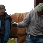 PENINSULA HORSEPLAY: Learning to trim hoofs is essential skill