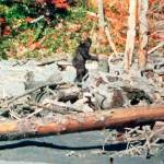 The Sasquatch Symposium will take place Saturday in Port Angeles to explore interactions between the Sasquatch and humans. Among the clips to be shown, presenters will likely discuss the iconic Patterson-Gimlin film, in which filmmakers said they identified a Bigfoot.