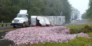 Fish guts galore (click on photo to enlarge) Washington State Patrol/The Associated Press
