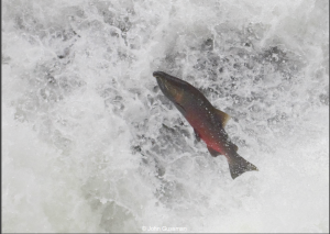 Copyrigh 2012 John Gussman