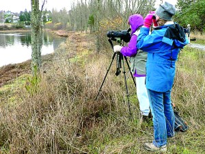 Volunteer birdwatchers count bird species at Kah Tai Lagoon in Port Townsend during last year's Christmas Bird Count