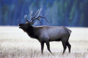 Watch for Sequim elk near Highway 101 between Simdars Road and Sequim Bay Lodge