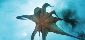 Giant Pacific octopus The Associated Press