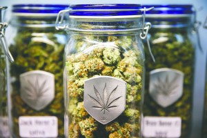Different strains of pot are displayed for sale at Medicine Man marijuana dispensary in Denver. Medicine Man was among the first batch of Denver businesses to receive their licenses to legally sell recreational marijuana. The Associated Press