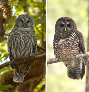 Barred owl