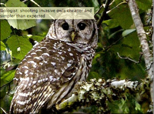 Barred owl The Associated Press