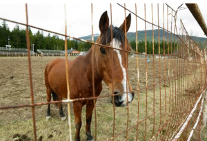 A horse stands in the rodeo area of the Darrington Fairgrounds in Darrington. Horses displaced by the massive mudslide are being cared for by volunteers at the fairgrounds. The Associated Press