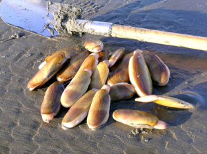 Eight days of razor clam digging began Sunday