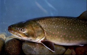 Bull trout