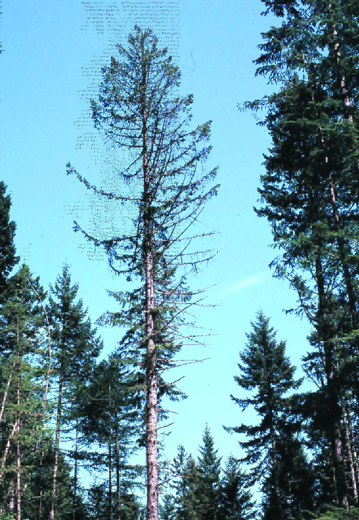 This is a Douglas fir that suffers from so-called root rot.  —Department of Natural Resources photo