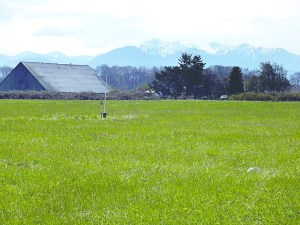 A portion of the 10-acre “24-Carrot Farm” in the Dungeness River area. Donations from a community campaign helped the farmland remain in perpetuity