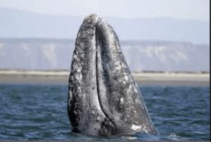 A gray whale 'spyhops' NOAA