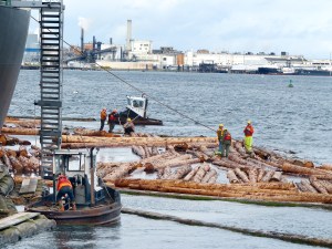 Log loading from the water side of the Bunun Ace was the only action allowed  none from shore side  during the 12-hour visit of the nearby cruise ship Oosterdam on Friday.  Photo by David G. Sellars/for Peninsula Daily News