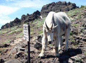 In this July 2008 photo