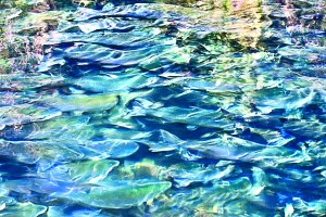 “Dungeness Homecoming