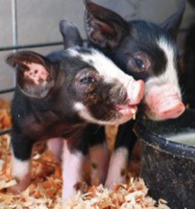 Yee haw! Deadline 11:59 a.m. Sunday to enter our County Fair Photo Contest!